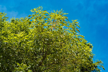 árbol, cielo, naturaleza, primavera, verde, camp