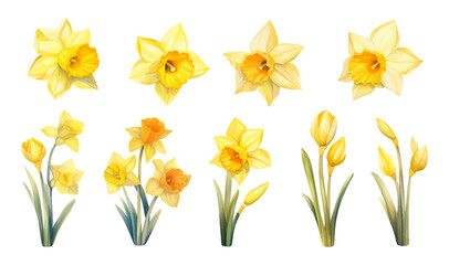 Vector set of yellow daffodils isolated on white background. Early spring garden flowers. Bouquet of narcissuses. Clip art for bright festive greeting card, poster, banner.