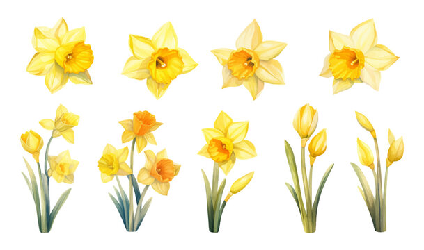 Vector set of yellow daffodils isolated on white background. Early spring garden flowers. Bouquet of narcissuses. Clip art for bright festive greeting card, poster, banner.