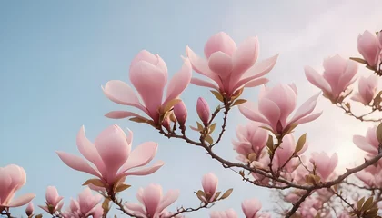 Foto op Canvas Magnolia Tree in Full Bloom © MAXMARDY
