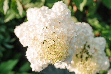 White inflorescences of paniculate hydrangea Vanilla Frise in the garden - obrazy, fototapety, plakaty
