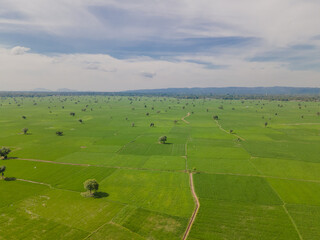 Naklejka premium Aerial view of vast and beautiful rice fields in Indonesia