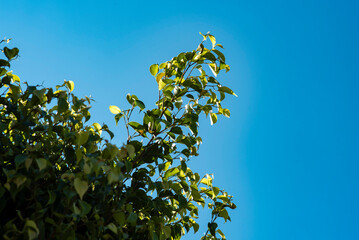 árbol, cielo, verde, naturaleza, sucursal, hojas, - obrazy, fototapety, plakaty