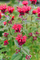 Carmine red Monarda flowers Be Happy in the garden