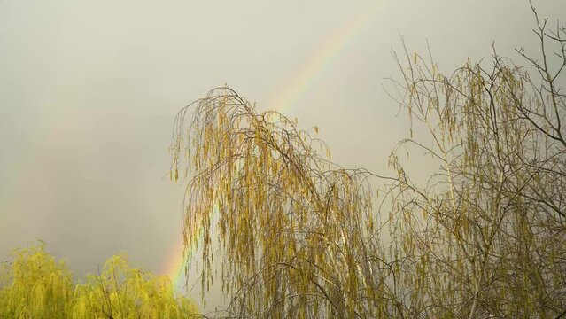 Colourful rainbow after rain in a blue sky. A rainbow with rain goes over the trees

