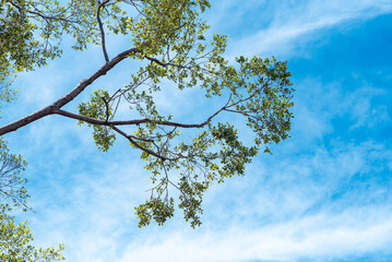 árbol, cielo, naturaleza, verde, hojas, azul, hojas, - obrazy, fototapety, plakaty