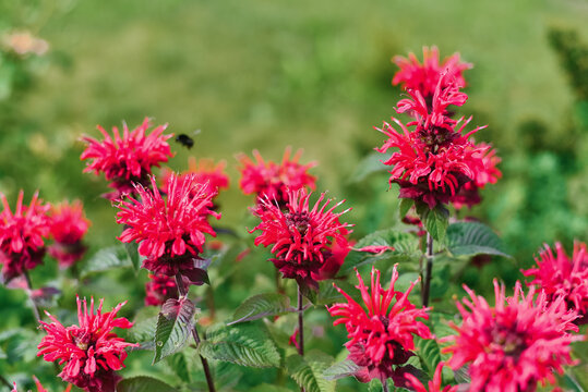 Carmine red Monarda flowers Be Happy in the garden