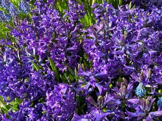 Hyacinth flowers blue purple petals.