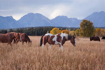 Horses walk through a meadow together in the fall