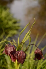 Chess flower (fritillaria meleagris) in the grass on the shore of a pond