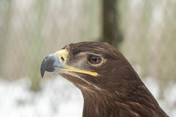 The steppe eagle (Aquila nipalensis) up to close.