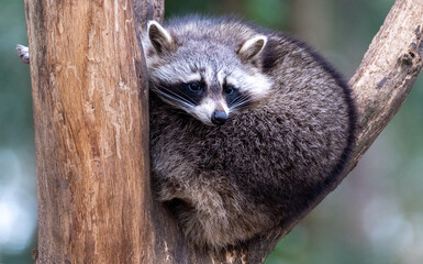 Raccoon on tree © J. P. Gebauer