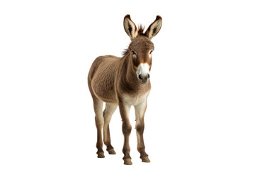 Majestic Donkey Balancing on a Blank Canvas. White or PNG Transparent Background.