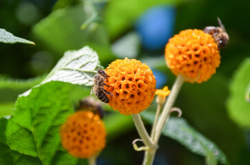 A bee pollinates an orange ball tree flower (Buddleja globosa). - Powered by Adobe