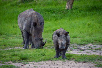 White rhino with her baby in a nature reserve in Zimbabwe. 