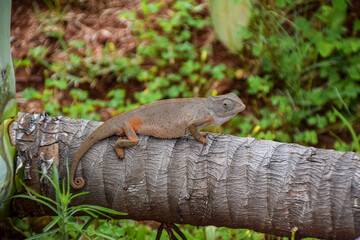A chameleon crawls along a tree in Zimbabwe.