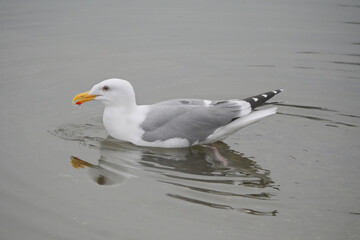 An isolated seagull in the waters of Cowichan Bay on Vancouver Island in British Columbia, Canada