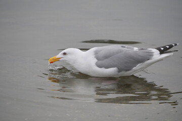 An isolated seagull in the waters of Cowichan Bay on Vancouver Island in British Columbia, Canada