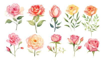 Set of colorful watercolor roses flowers with leaves branch on isolated white background