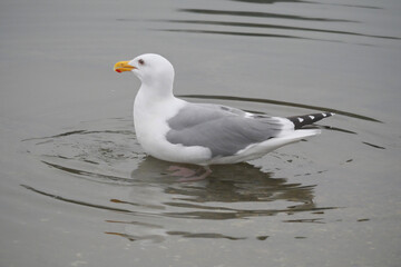 An isolated seagull in the waters of Cowichan Bay on Vancouver Island in British Columbia, Canada
