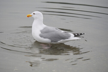 An isolated seagull in the waters of Cowichan Bay on Vancouver Island in British Columbia, Canada