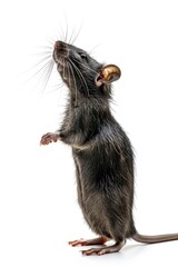 A small rat standing on its hind legs. Suitable for various projects