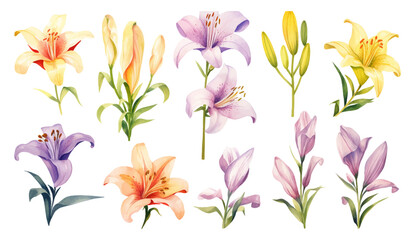 Fototapeta na wymiar Colorful of lilies flower on isolated white background. Vector set of blooming floral for your design. Adornment for wedding invitations and greeting card background.