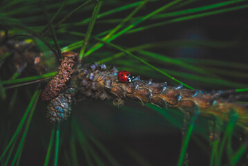 Seven-spotted ladybird