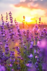 A stunning field of purple flowers with the sun setting in the background. Perfect for nature and landscape backgrounds