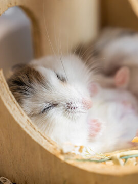 Hamster sleeping on its back. Roborovski hamster (Phodopus roborovskii), desert hamster, Robo dwarf hamster, small rodent, pet, pet store, animal behavior, sound sleep