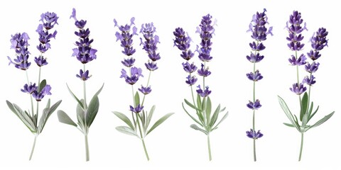 Row of lavender flowers on a white background, suitable for spa or aromatherapy concepts