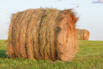 round bale of grass hay