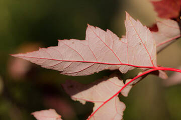 underside of a maple leaf