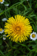 gorgeous detailing on the dandelions
