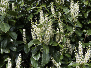 (Prunus laurocerasus) Cherry Laurel with buds and erect clusters of creamy-white flowers with yellow stamens on twigs bearing green leathery shiny leaves used as ornamental plant