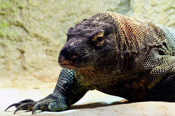 Komodo dragon, also known as the Komodo monitor, is a member of the monitor lizard family Varanidae...
