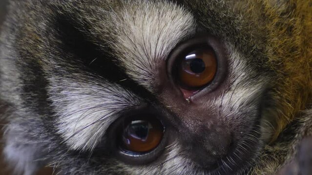 Close up view of Pygmy Slow Loris sitting on a branch and looking