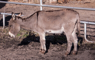 Donkey in the farm horse paddock