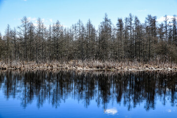 Calm pond water with bare tree reflections and blue sky