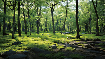 Fototapeta premium sun rays in the forest.