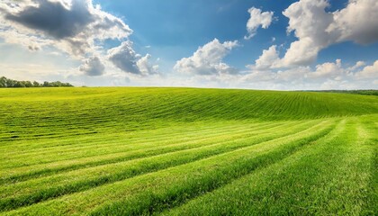 Sunny Splendor: Perfect Green Lawn Stretching Towards a Blue Sky Horizon