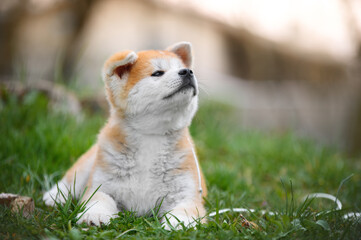 akita inu puppy lies  in the grass. Cute dog