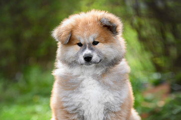 Naklejka na ściany i meble Portrait of a fluffy akita inu puppy. Japanese dog breed