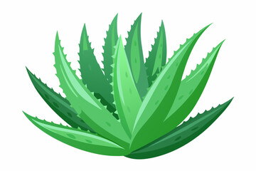 aloe-vera-png-isolated-on-transparent-background