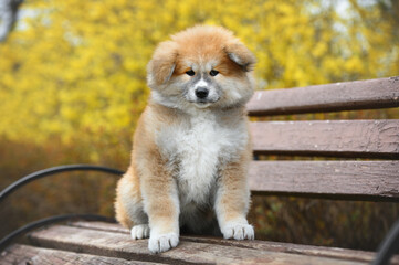 akita inu puppy lies on a bench in the spring park. Cute japanese akita breed dog
