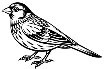 canary-vector illustration-whit-background