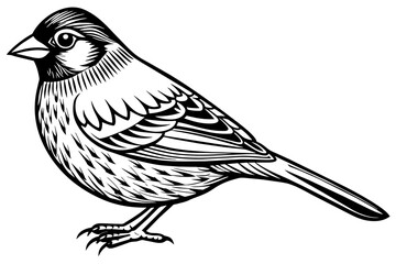 canary-vector illustration-whit-background