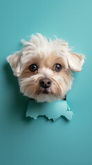 havanese puppy peeking through a paper hole