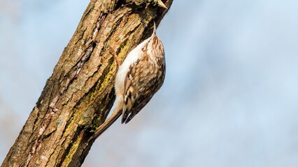 bird on a branch