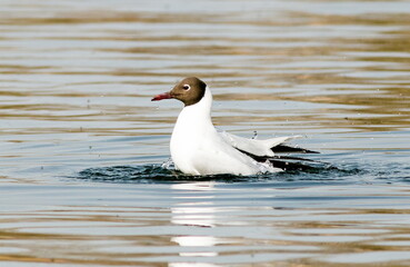 seagull on the water